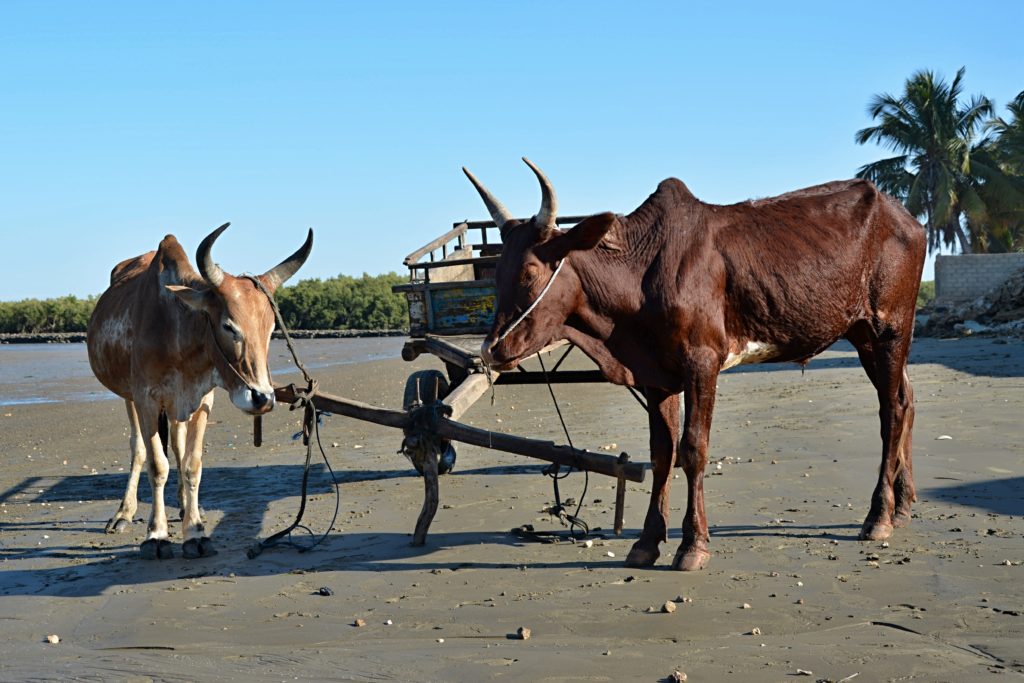 Zebu povoz