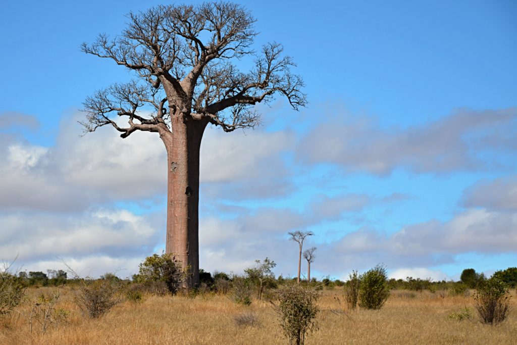 Baobab cestou do Tulearu