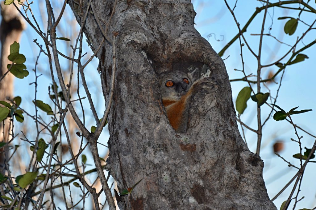 Grey Mouse Lemur (Microcebus Murinus)