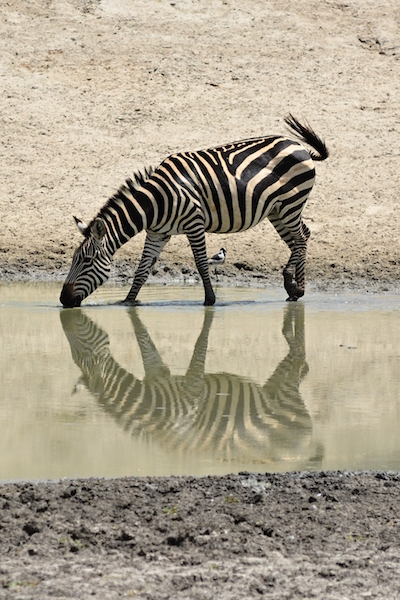 Zebra stepní v NP Tarangire