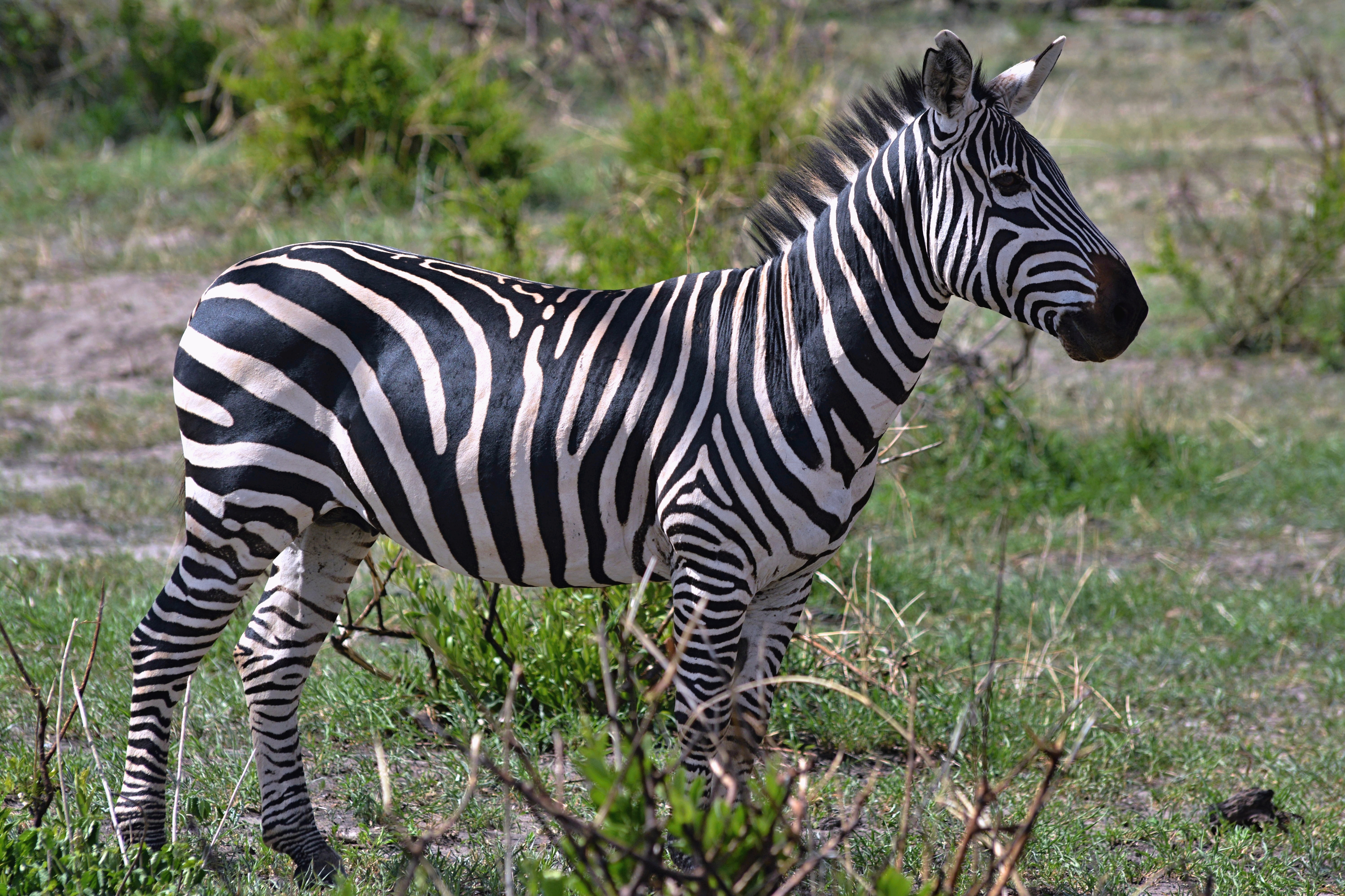 Zebra stepní v NP Tarangire