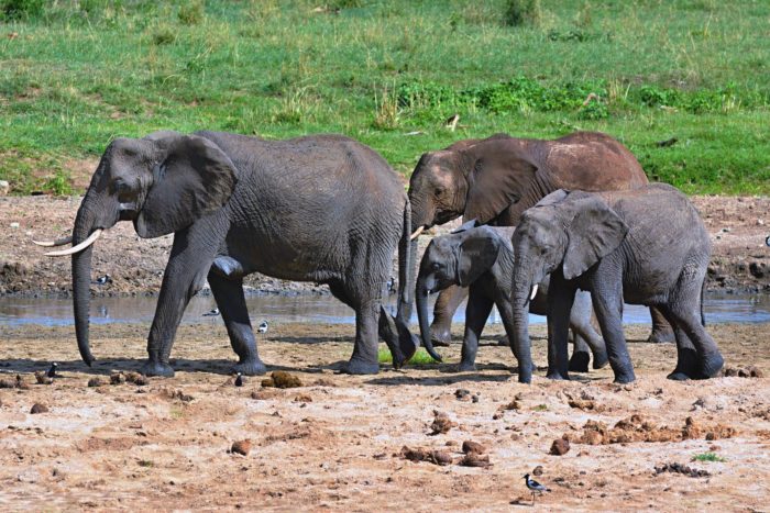 Slon africký v NP Tarangire