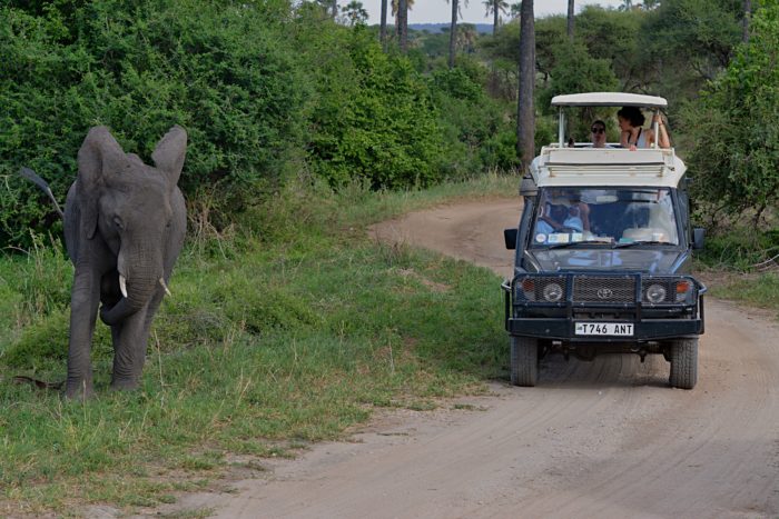 Slon africký v NP Tarangire