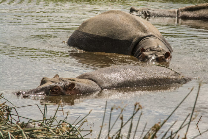 Hippo pool