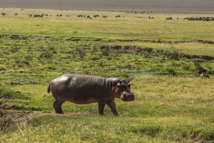 Hrošík v Ngorongoro