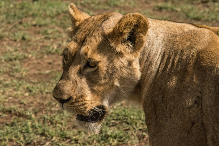 Lvice v Ngorongoro