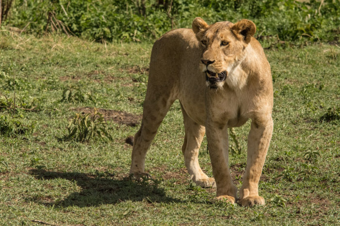 Lvice v Ngorongoro