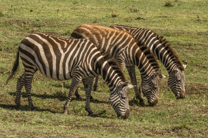 Ngorongoro