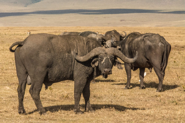 Ngorongoro