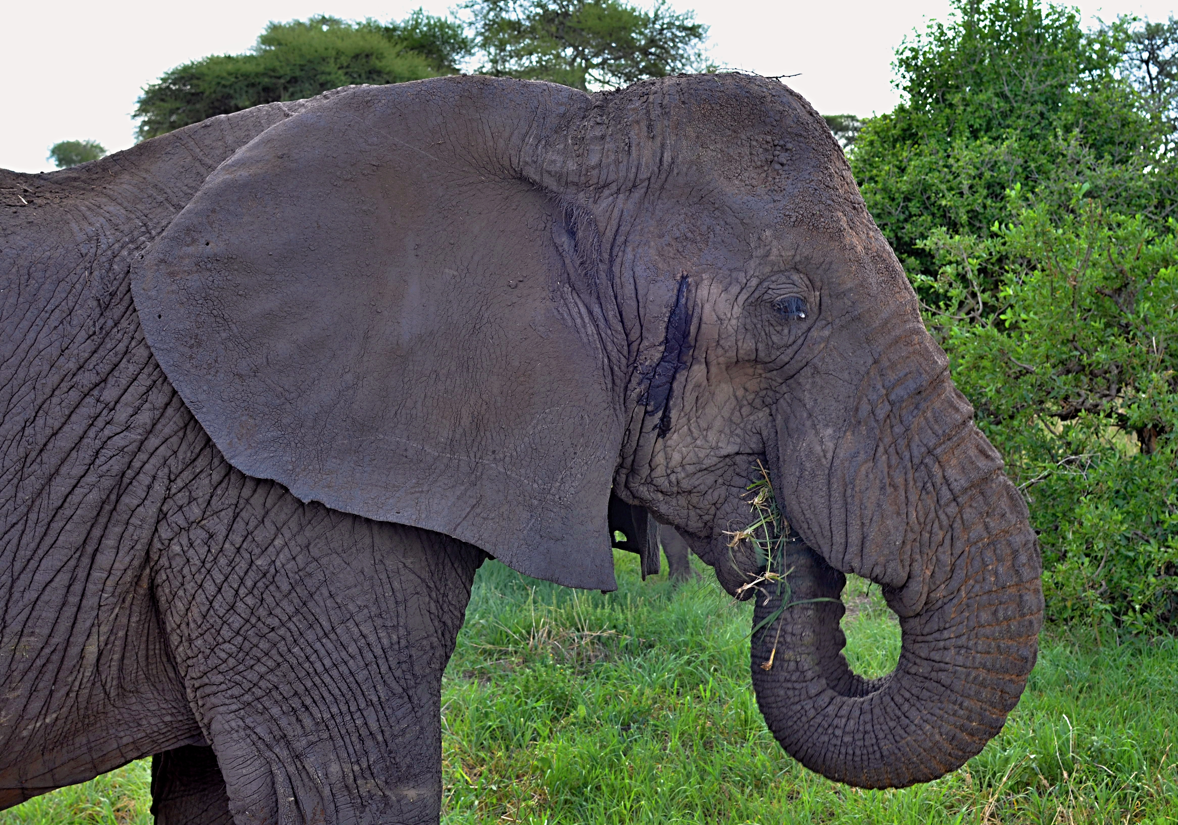 Slon africký v NP Tarangire