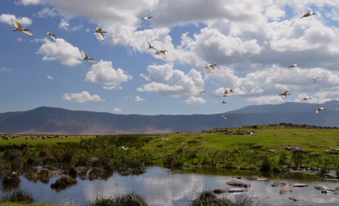 Hippo pool